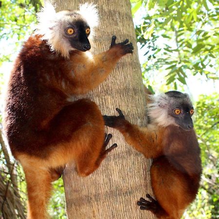 Remo E Berenice Nosy Komba Ngoại thất bức ảnh